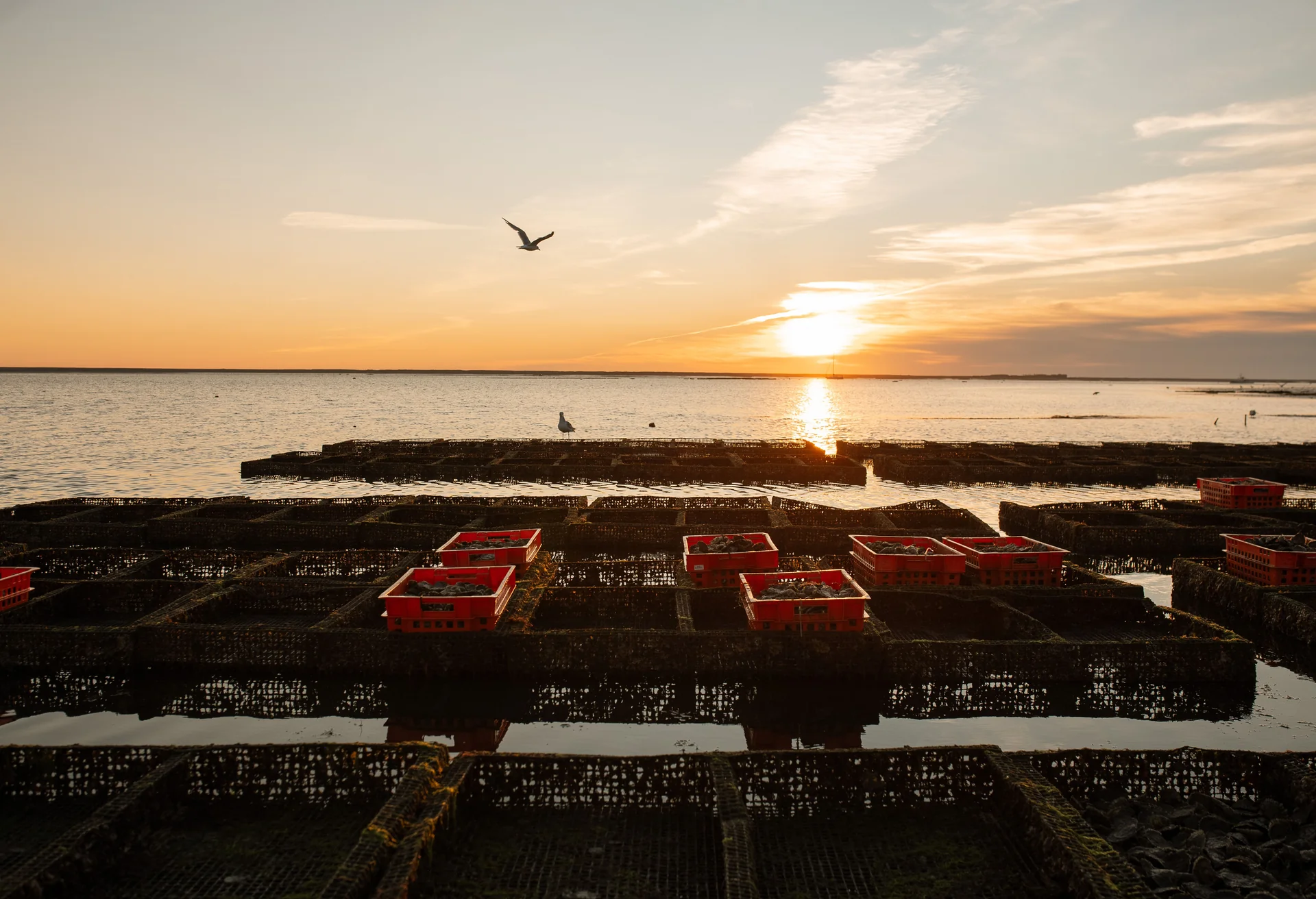 Pristine Oysters Delivered Overnight